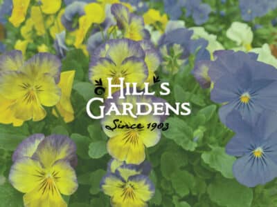 Yellow and purple pansies with Hill's Gardens logo