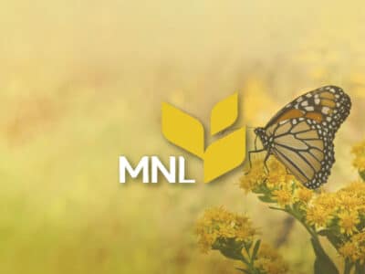 Butterfly resting on flowers in a field with MNL logo
